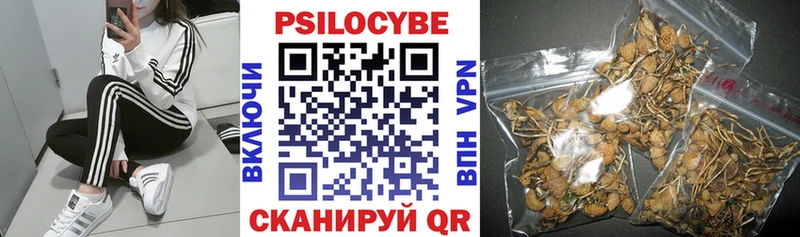 Галлюциногенные грибы Psilocybine cubensis  Ачхой-Мартан 